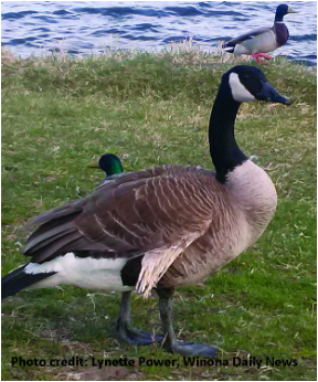 Lake Park Duck And Geese Feeding Ban Helps Birds And Lake Healthy Lake Winona,Small Camping Trailers Near Me